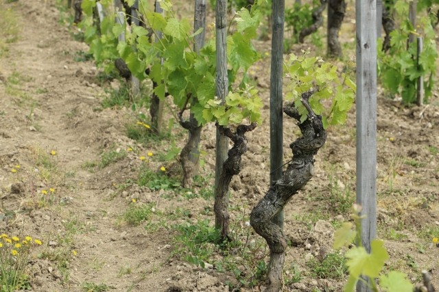 南フランスを代表するコート・デュ・ローヌのおすすめワイン10選！歴史や産地の特徴、生産者を紹介 イメージ画像