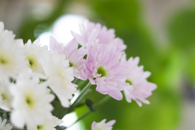 華やかにお酒を彩る花 花が舞うリキュール をレビュー Sake Mania