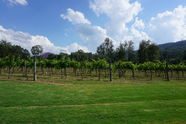 オーストラリアのおすすめワイン10選！特徴や歴史、主要産地、ぶどう品種を紹介 イメージ画像