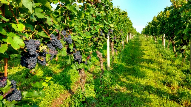 高級ワインと安いワインの違いとは？栽培方法など6つの違いを解説！ イメージ画像