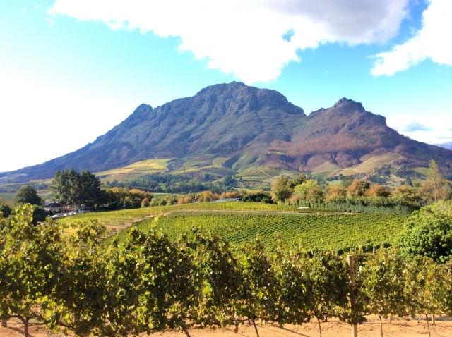 南アフリカワインのおすすめ銘柄10選！人気を集める魅力と代表的な産地、ぶどう品種を紹介 イメージ画像