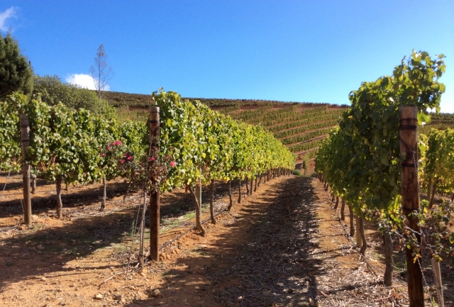 南アフリカワインのおすすめ銘柄10選！人気を集める魅力と代表的な産地、ぶどう品種を紹介 イメージ画像