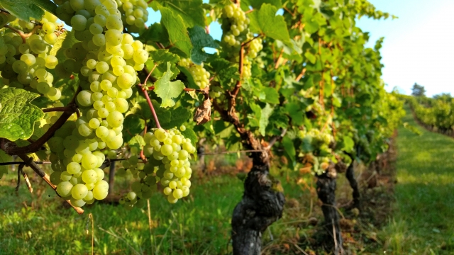 白ワインの人気なぶどう品種おすすめ7選！特徴や産地情報、味わいを紹介 イメージ画像1