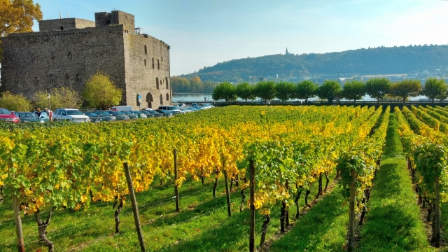 ドイツワインの人気おすすめ銘柄10選｜特徴や格付け、ぶどう品種、産地情報を紹介 イメージ画像