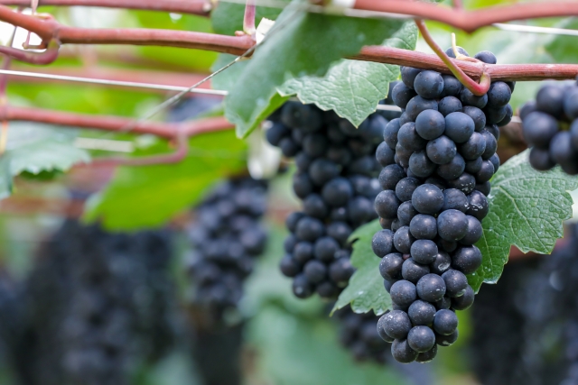 イタリアの人気品種ネッビオーロのおすすめワイン9選！特徴と合う料理を紹介 イメージ画像