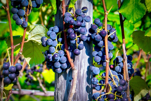 黒ぶどう品種とは？赤ワインの代表的なぶどうの特徴や選び方を紹介 イメージ画像3