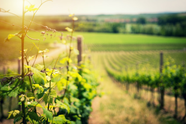 ブドウ栽培大国ルーマニアのおすすめワイン10選！産地や歴史、ぶどう品種を紹介 イメージ画像