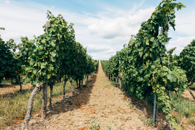 消費量が世界一！ポルトガルワインのおすすめ人気銘柄と特徴、産地、ぶどう品種を紹介 イメージ画像