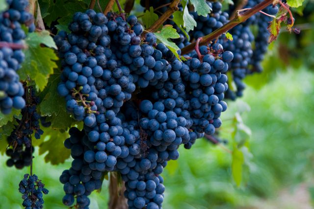 黒ぶどう品種とは？赤ワインの代表的なぶどうの特徴や選び方を紹介 イメージ画像4