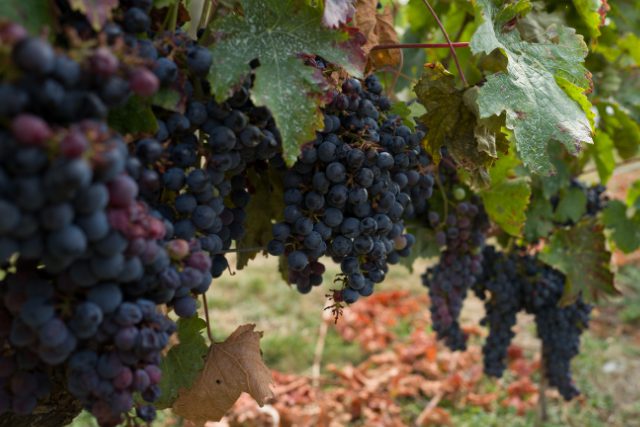 黒ぶどう品種とは？赤ワインの代表的なぶどうの特徴や選び方を紹介 イメージ画像7