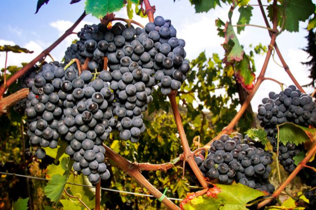 黒ぶどう品種とは？赤ワインの代表的なぶどうの特徴や選び方を紹介 イメージ画像11