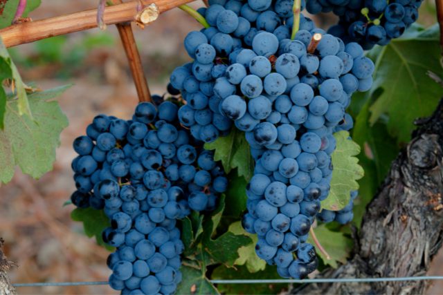 黒ぶどう品種とは？赤ワインの代表的なぶどうの特徴や選び方を紹介 イメージ画像10