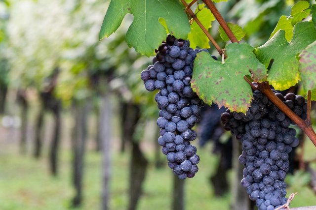 黒ぶどう品種とは？赤ワインの代表的なぶどうの特徴や選び方を紹介 イメージ画像9