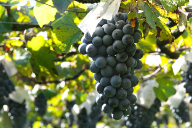 黒ぶどう品種とは？赤ワインの代表的なぶどうの特徴や選び方を紹介 イメージ画像13