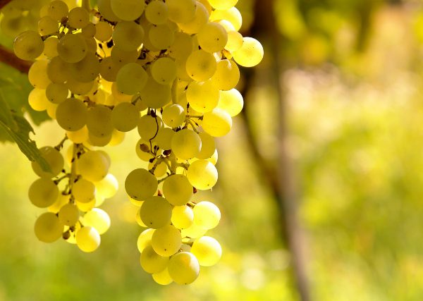 ソーヴィニヨン・ブランの人気白ワインおすすめ11選！品種の特徴や産地、合う料理を紹介 イメージ画像