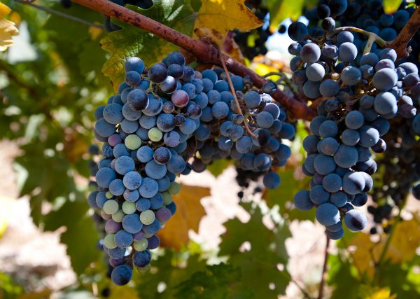 人気品種メルローのおすすめ赤ワイン10選！特徴と産地、選び方を解説 イメージ画像