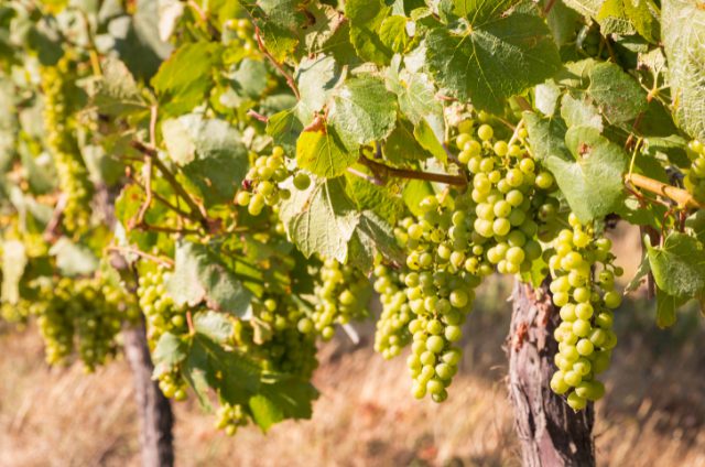 白ワインの人気なぶどう品種おすすめ7選！特徴や産地情報、味わいを紹介 イメージ画像3