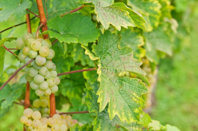 白ワインの人気なぶどう品種おすすめ7選！特徴や産地情報、味わいを紹介 イメージ画像4