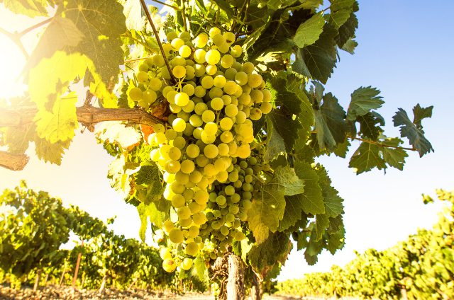 白ワインの人気なぶどう品種おすすめ7選！特徴や産地情報、味わいを紹介 イメージ画像7